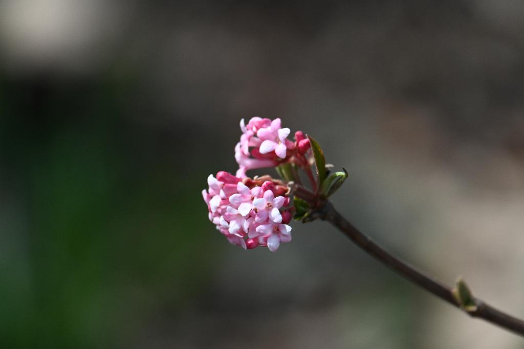 2025-04046225 Tower Hill Botanic Garden, MA.JPG - Arrowwood (Viburnum x bodnantense). New England Botanic Garden at Tower Hill, MA, 4-4-2025